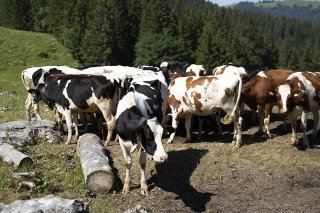 Lors de fortes chaleurs, les besoins quotidiens en eau d'une vache passe de 80 à 140 litres à au moins 180 litres (image d'illustration).